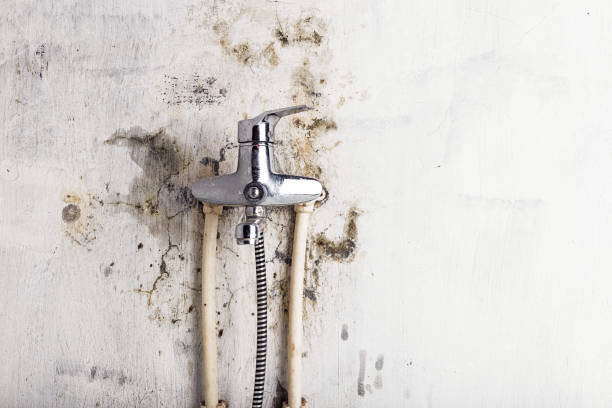 Best Mold Remediation  in Houghton Lake, MI