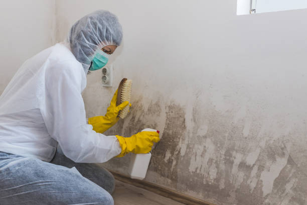 Houghton Lake, MI Mold Removal Company