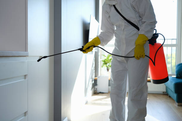 Best Fast Mold Removal  in Houghton Lake, MI