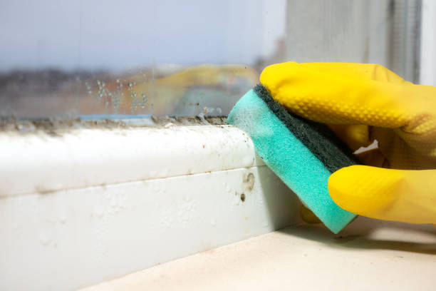 Certified Mold Removal in Houghton Lake, MI