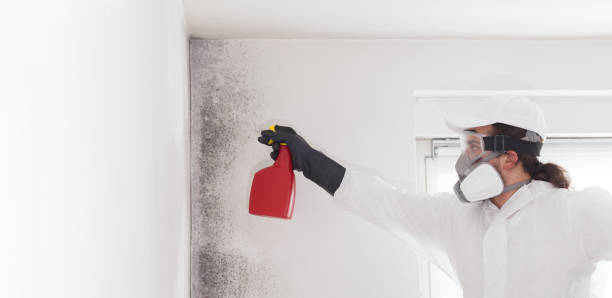 Best Office Mold Removal Services  in Houghton Lake, MI