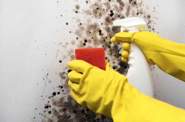 Best Same-Day Mold Removal  in Houghton Lake, MI