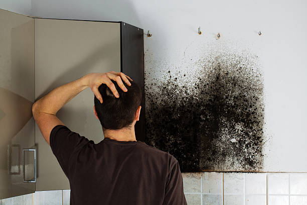 Best Emergency Mold Removal  in Houghton Lake, MI