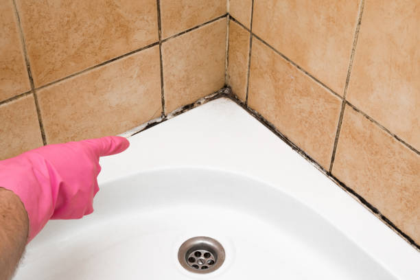 Best Toxic Mold Removal  in Houghton Lake, MI